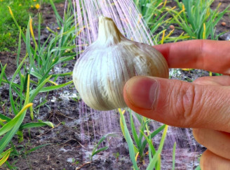 Часник росте як на дріжджах: як правильно підживити озимий часник у квітні та травні