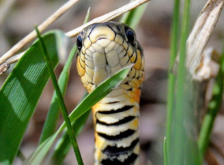 Три види змій у Чорнобильському заповіднику: що варто знати у Всесвітній день змій