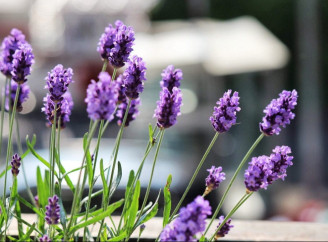 Як легко розмножити лаванду живцями: покрокова інструкція для садівників