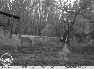 У Чорнобильському заповіднику вперше зафіксували рисі та сіру сову на одному кадрі