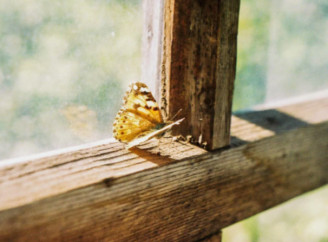 Що означає поява комах у будинку за народними прикметами