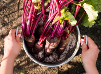 Чим підживити буряк у червні щоб отримати великий урожай