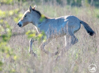 У Чорнобильському заповіднику народилися лошата коней Пржевальського