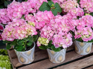 Як розмножити гортензії живцями: простий спосіб для пишного саду