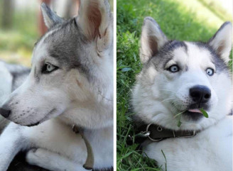 У Славутичі молода хаски Хельда шукає люблячу родину