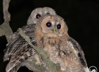 Сіра сова атакує в обличчя і не пробачає загроз: у Чорнобильському заповіднику розповіли, чому не варто чіпати її пташенят