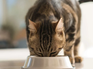 Корма для кошек: как выбрать лучший рацион и где выгодно заказать