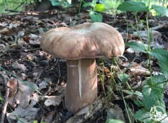 У Чорнобильському заповіднику заборонили збір грибів та ягід через радіаційний ризик