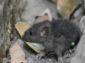 Запах з комори може відлякати мишей, простий спосіб без отрути