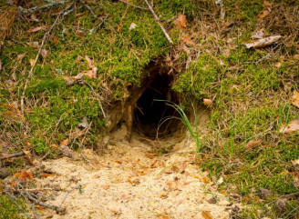 У Чорнобильській зоні виявили окопи часів Другої світової