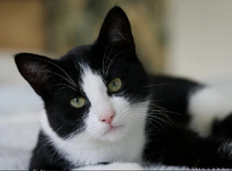 Для котів можуть запровадити комендантську годину, влада пояснила причини