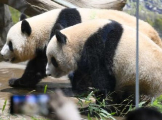 Японія вперше за 50 років залишиться без панд