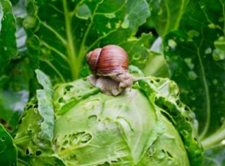 Як позбутися слимаків на городі простими методами