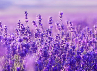 Як виростити пишну лаванду: секрет – у ґрунті