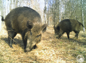 У Чорнобилі фотопастка впіймала кабана за улюбленим перекусом