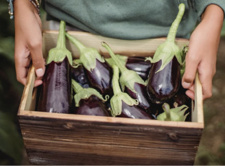 Як виростити велетенські баклажани: поради дачників і перевірені секрети підживлення