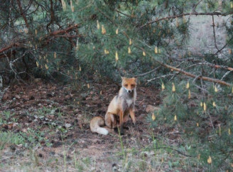 Несподівана зустріч у Чорнобильській зоні: як лисиці з’являються просто з-за сосен