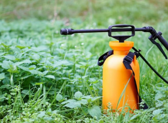 Базилік до томатів, м’ята до моркви: як трави й квіти рятують город без хімії