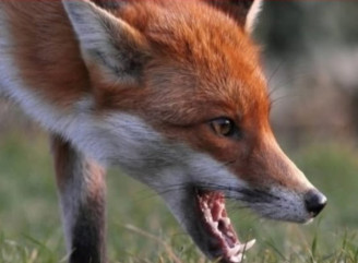 У селищі Любеч зафіксували сказ лисиці: оголошено карантин