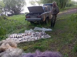 На Чернігівщині браконьєр наловив риби на 176 тисяч гривень під час нересту