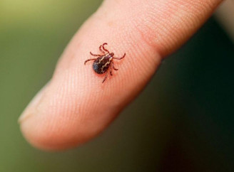 На Львівщині у чоловіка після укусу кліща розвинувся параліч обличчя