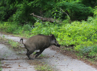 Кабан у Чорнобильському заповіднику: наслідки африканської чуми та шанси на відновлення
