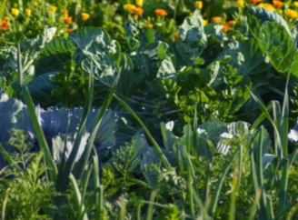 Посадіть це навесні і ґрунт оживе сам: що зробить землю пухкою і родючою без добрив