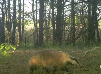 Таємне життя борсука в Чорнобильському заповіднику: що робить звір улітку