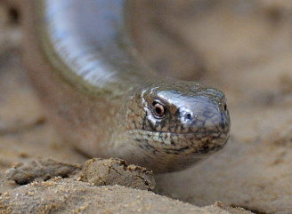 У Чорнобильській зоні веретільниці готуються до зимівлі
