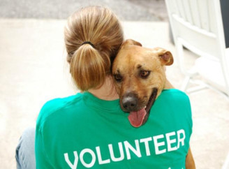 У Славутичі шукають волонтерів для допомоги під час стерилізації тварин