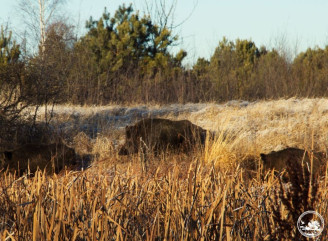 Весна в Чорнобильському заповіднику: як поводяться дикі кабани