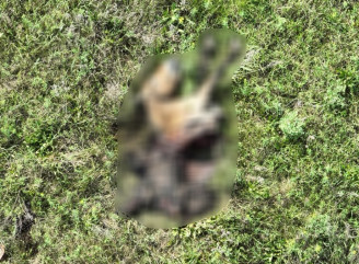 У Чорнобильській зоні на міні загинув кінь Пржевальського