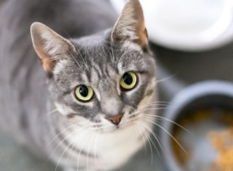 Чи впізнає кіт свого господаря і чи сумує за ним: відповідь дає наука