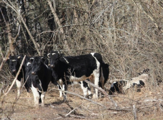 Чорнобильський заповідник: що сталоося з ватажком здичавілого стада Рябком