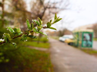 Сніг у квітні: Славутич накрило несподіваним снігопадом