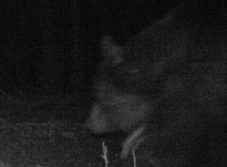 У Чорнобильському заповіднику знову з’явився бурий ведмідь: науковці фіксують рідкісного хижака