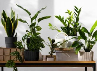 Три кімнатні рослини, які реально зменшують стрес і тривогу — ідеальні для дому чи офісу