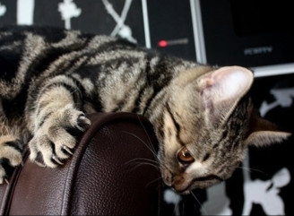 Царапины на кожаном диване: как восстановить и исправить повреждения