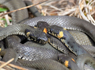 У Чорнобильському заповіднику триває шлюбний сезон вужів