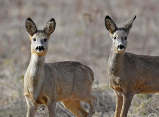 У Чорнобильському заповіднику розповіли про особливості козуль-спринтерів