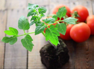 Коли садити помідори, перець і капусту в травні 2025 року: сприятливі дати за місячним календарем