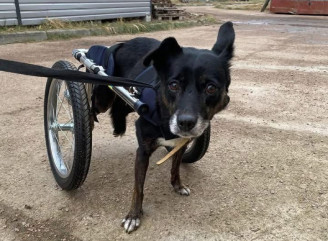 У Славутичі збирають кошти для собаки Джессі на лютий