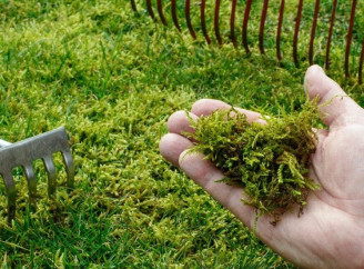 Як оживити газон навесні: поради досвідченого садівника Тіма Стреттона