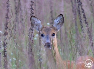 Невидима мешканка Чорнобильського заповідника: як сарна зникає серед літнього різнотрав’я