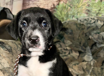 У Славутичі шукають родину для маленької Хустинки