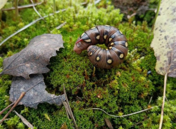 У Чорнобильському заповіднику помітили бражника підмаренникового