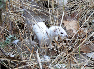 Невловима ласка з Чорнобильської зони як маленька хижачка керує лісом