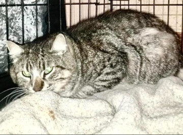 У притулку Славутича новий пацієнт: хворого котика з Поліського залишили на лікування