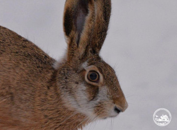 У Чорнобильському заповіднику зафіксували зайця під час польових спостережень