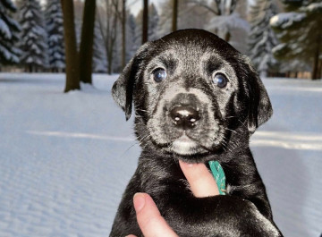 У Славутичі шукають родину для місячного цуценяти Тімберленда